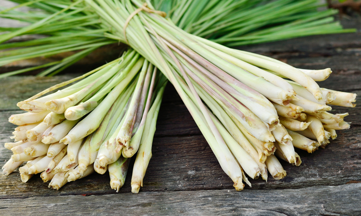 two bunches of fresh lemongrass